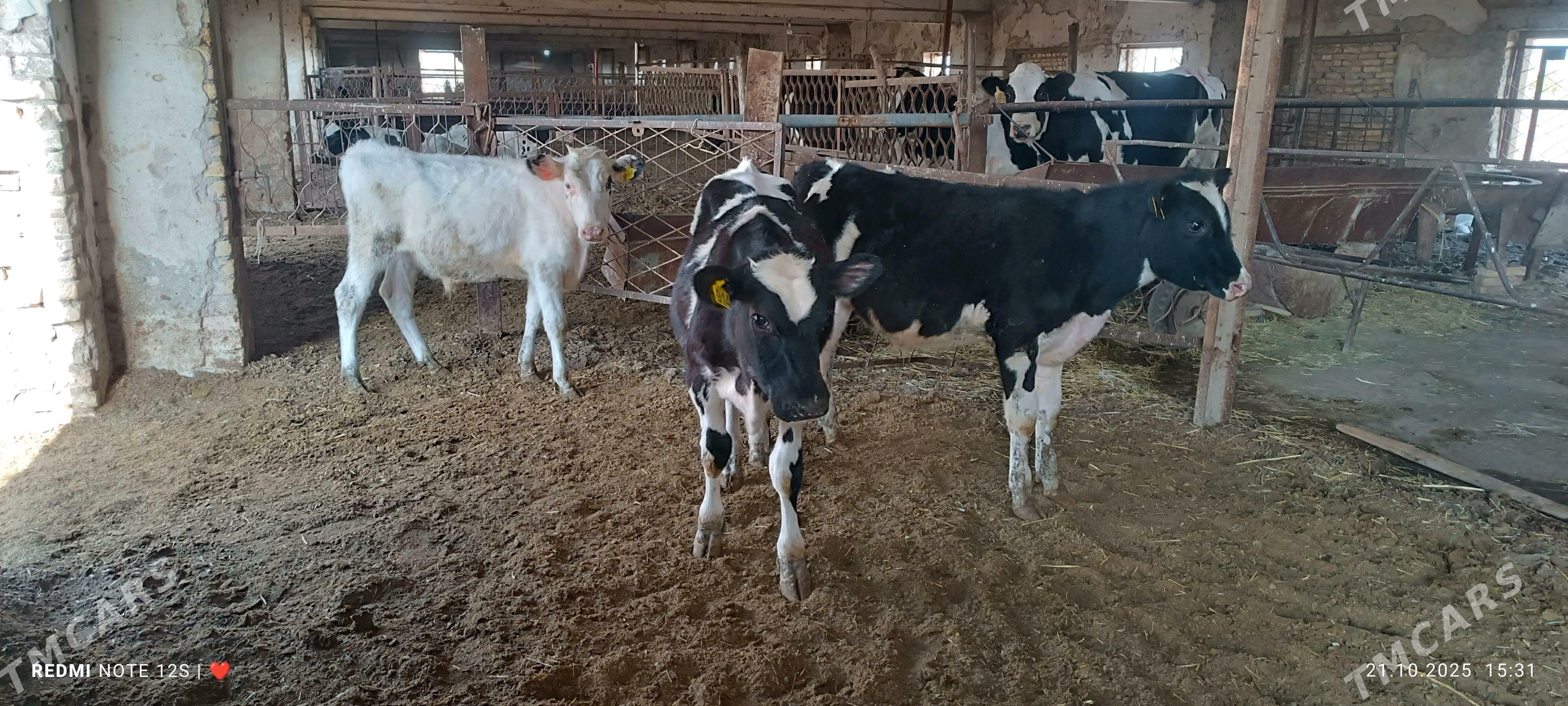 Окуз - Чарджоу - img 1