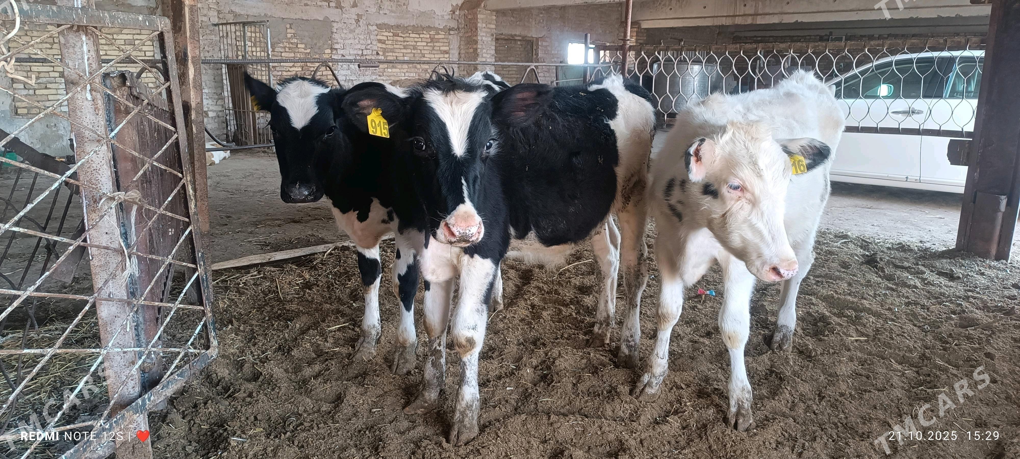 Окуз - Чарджоу - img 2