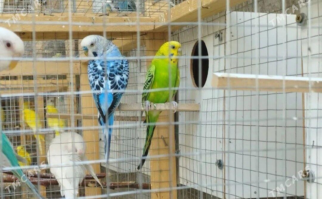 popugay toty gus - Aşgabat - img 1