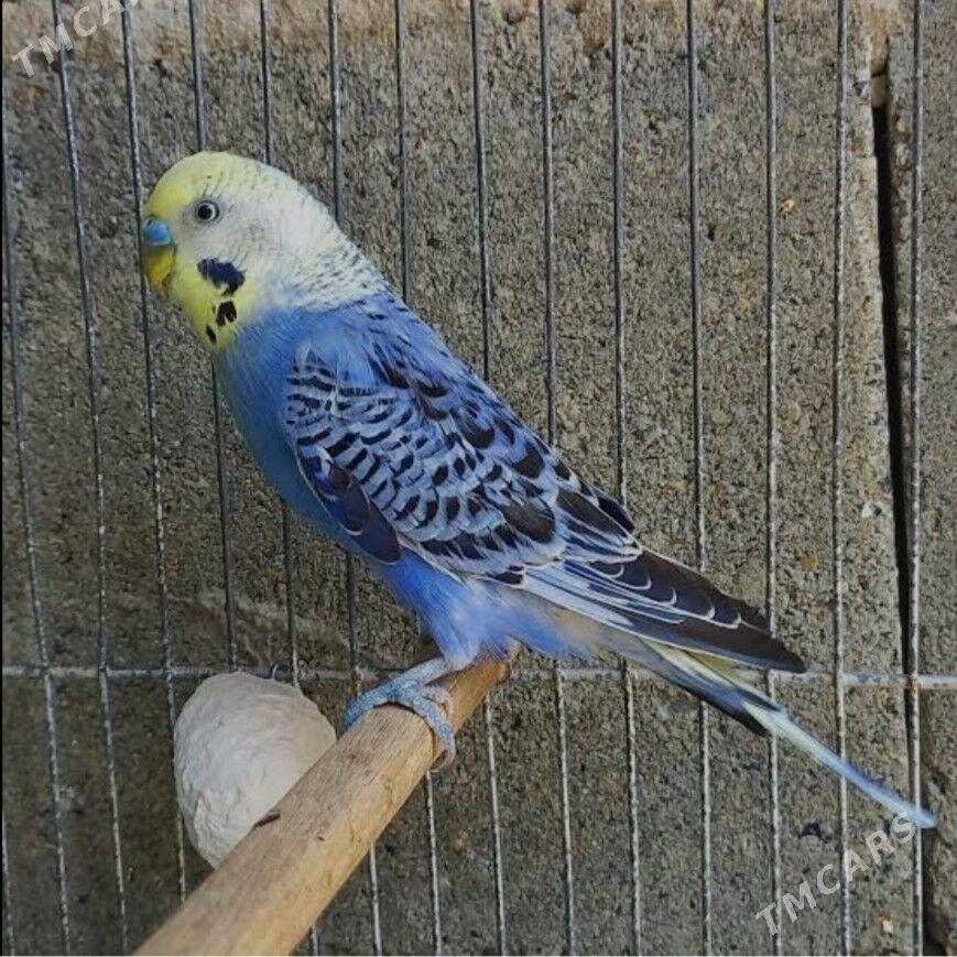 popugay toty gus - Ашхабад - img 2