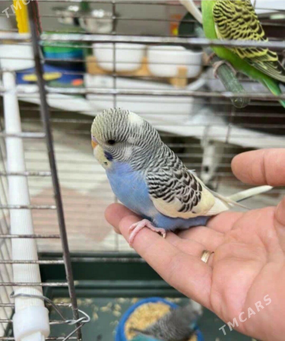 popugay toty gus - Ашхабад - img 3