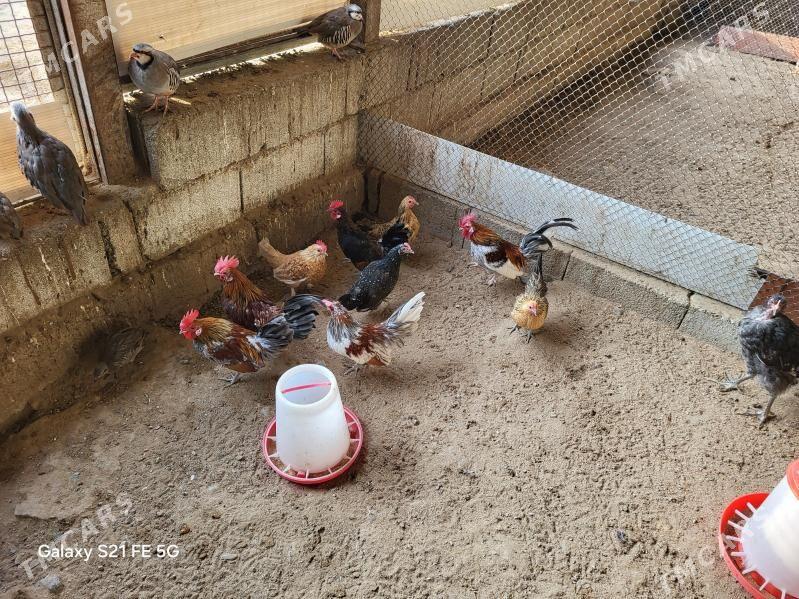 Karlik - Aşgabat - img 1