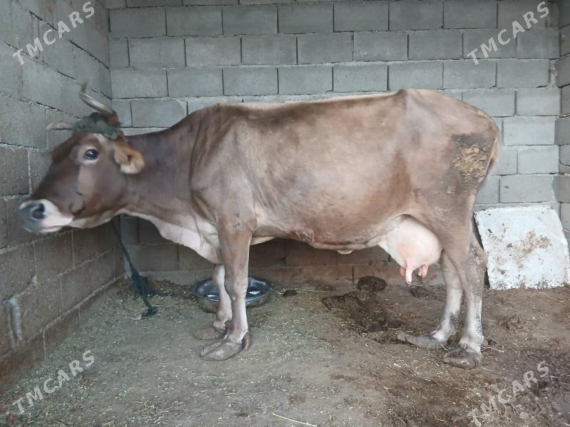 tuwe baklyp duran sygyr - Büzmeýin - img 3