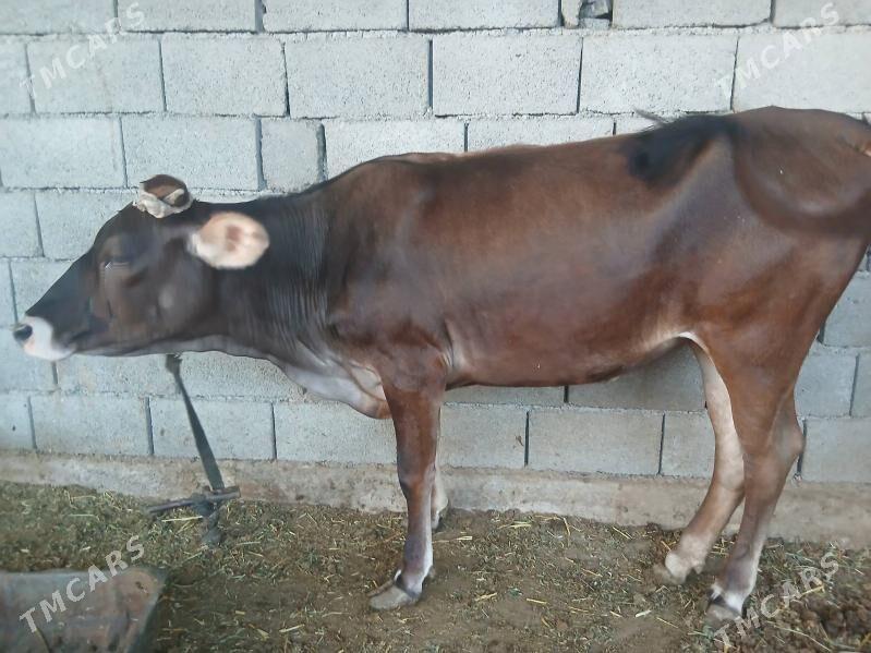 tuwe baklyp duran sygyr - Büzmeýin - img 2