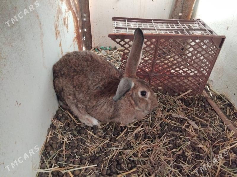 Flandyr towşan - Чарджоу - img 1