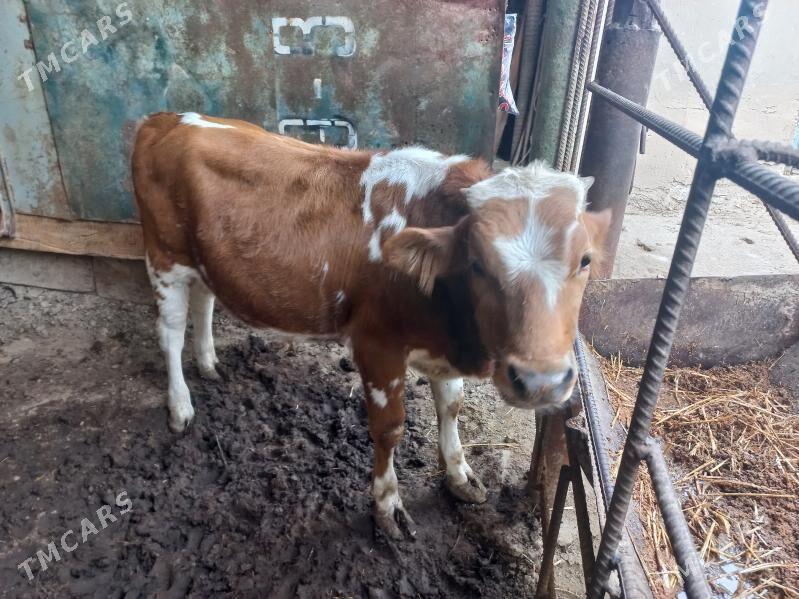 Okuz - Aşgabat - img 2