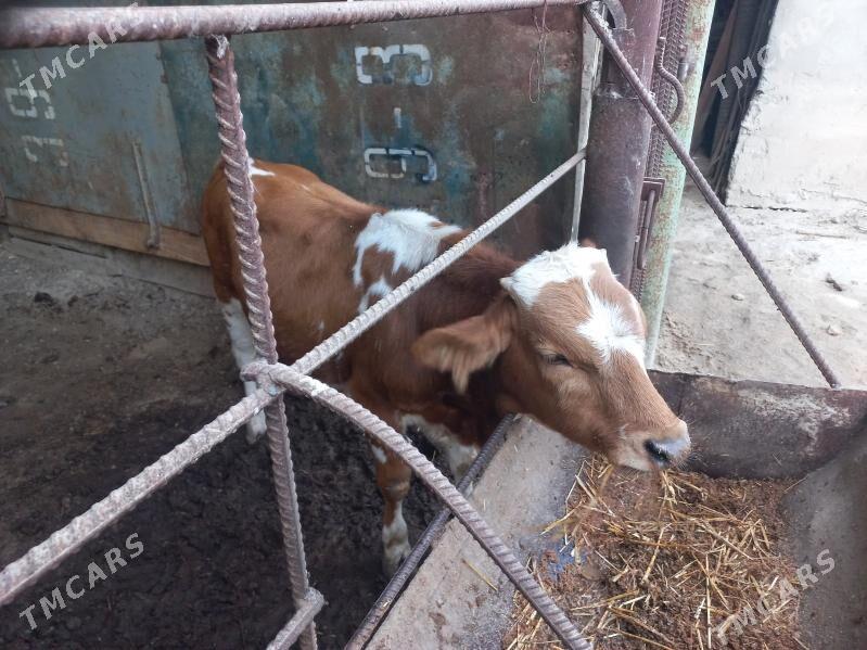 Okuz - Aşgabat - img 3