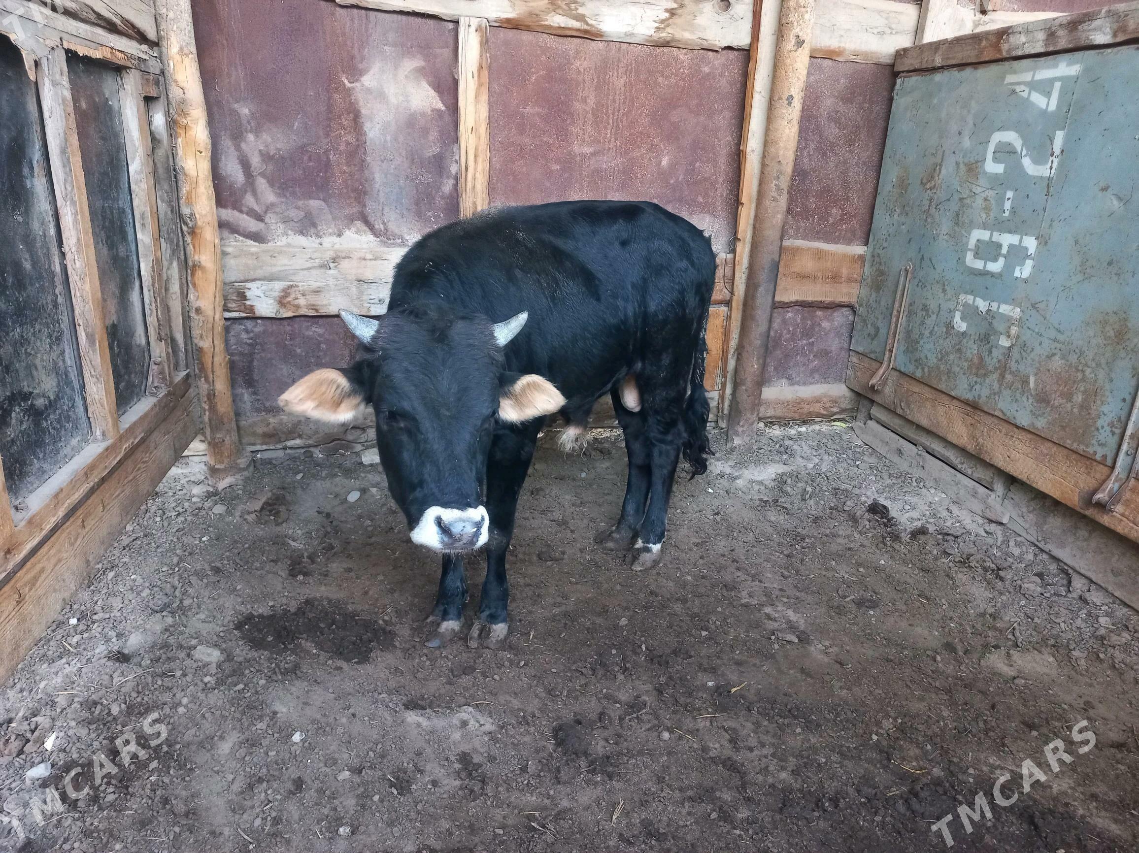 Okuz - Aşgabat - img 4