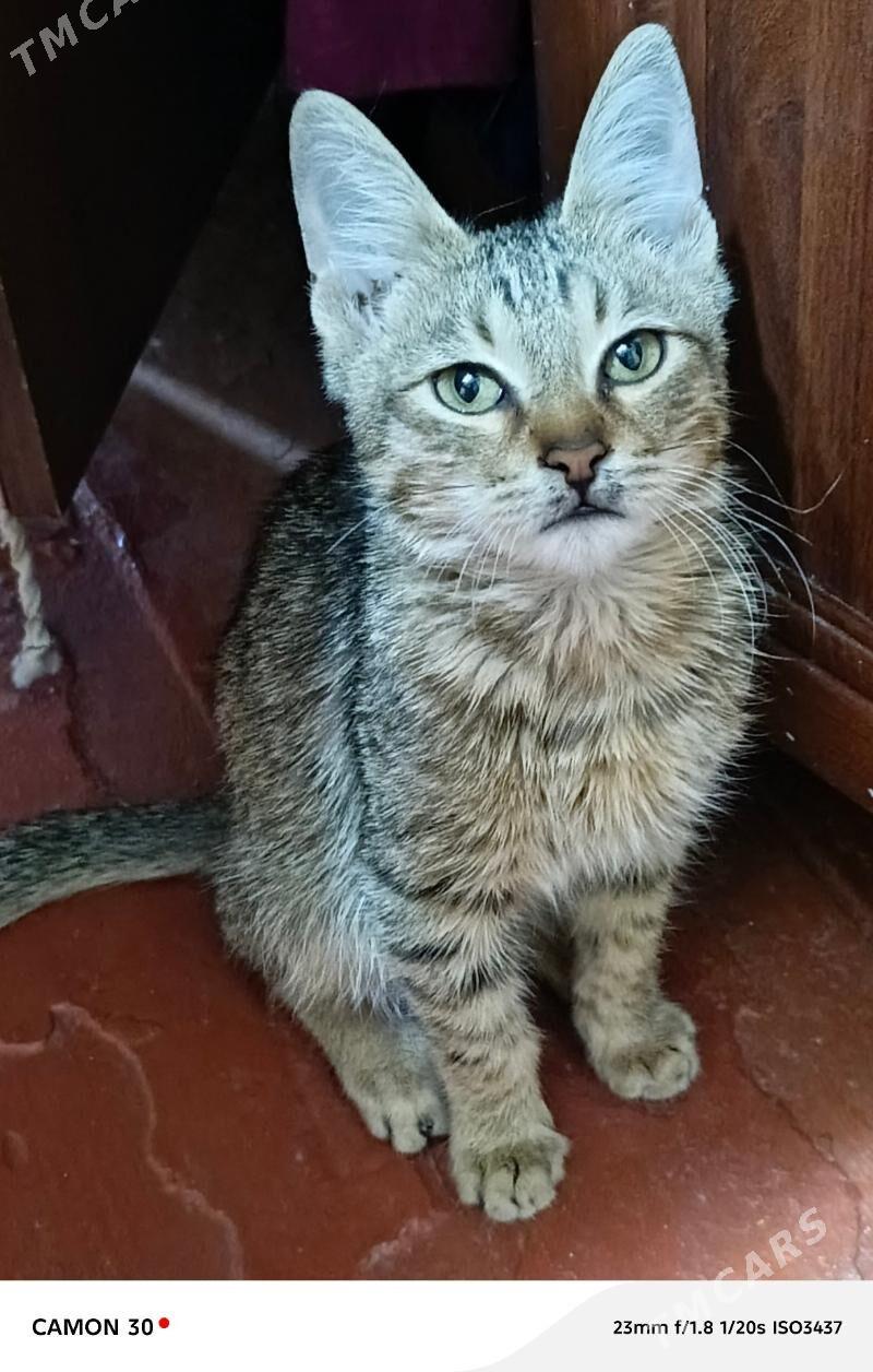 Котёнок мальчик - Туркменабат - img 6
