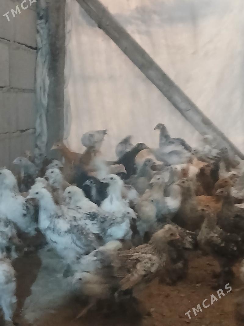 Brama juyje - Bäherden - img 3