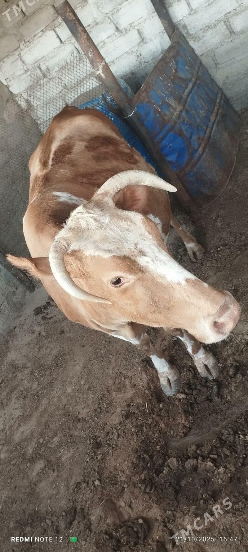 Sygyr - Балканабат - img 2