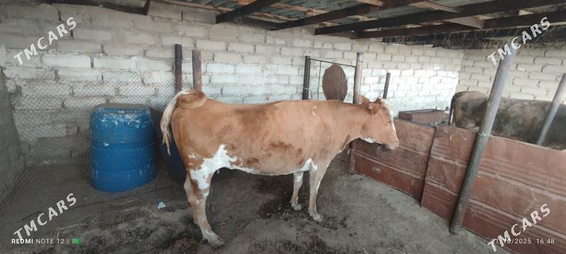 Sygyr - Балканабат - img 4