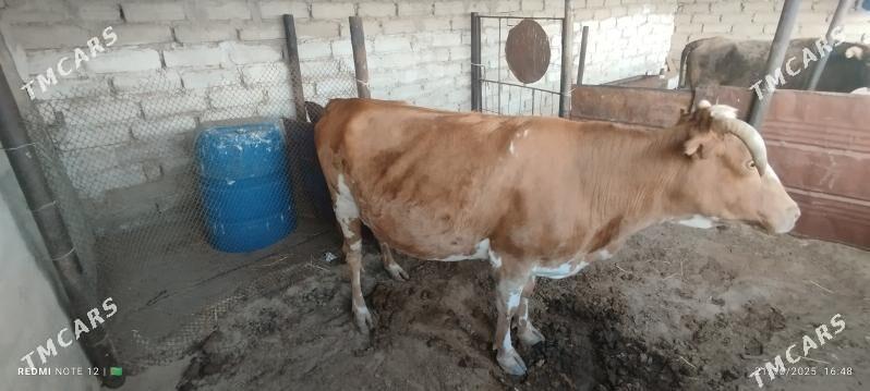 Sygyr - Балканабат - img 9