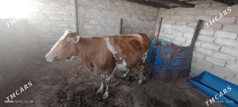 Sygyr - Балканабат - img 8