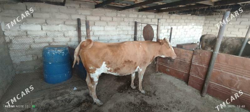 Sygyr - Балканабат - img 5