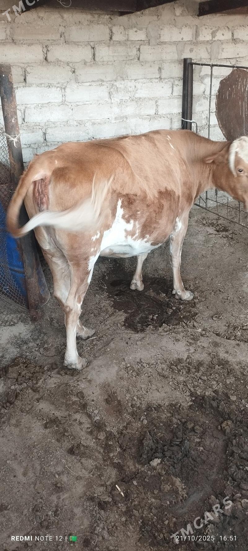 Sygyr - Балканабат - img 3