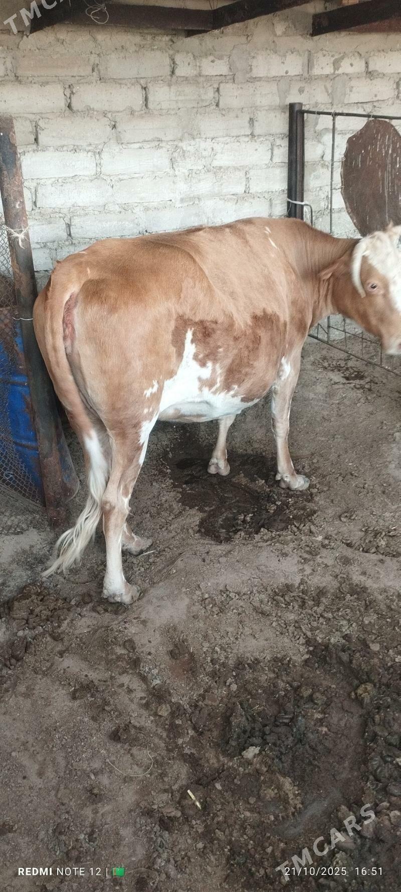 Sygyr - Балканабат - img 7