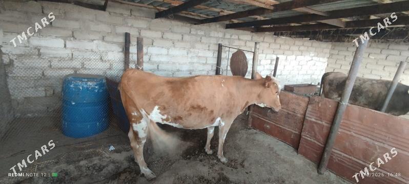 Sygyr - Балканабат - img 6