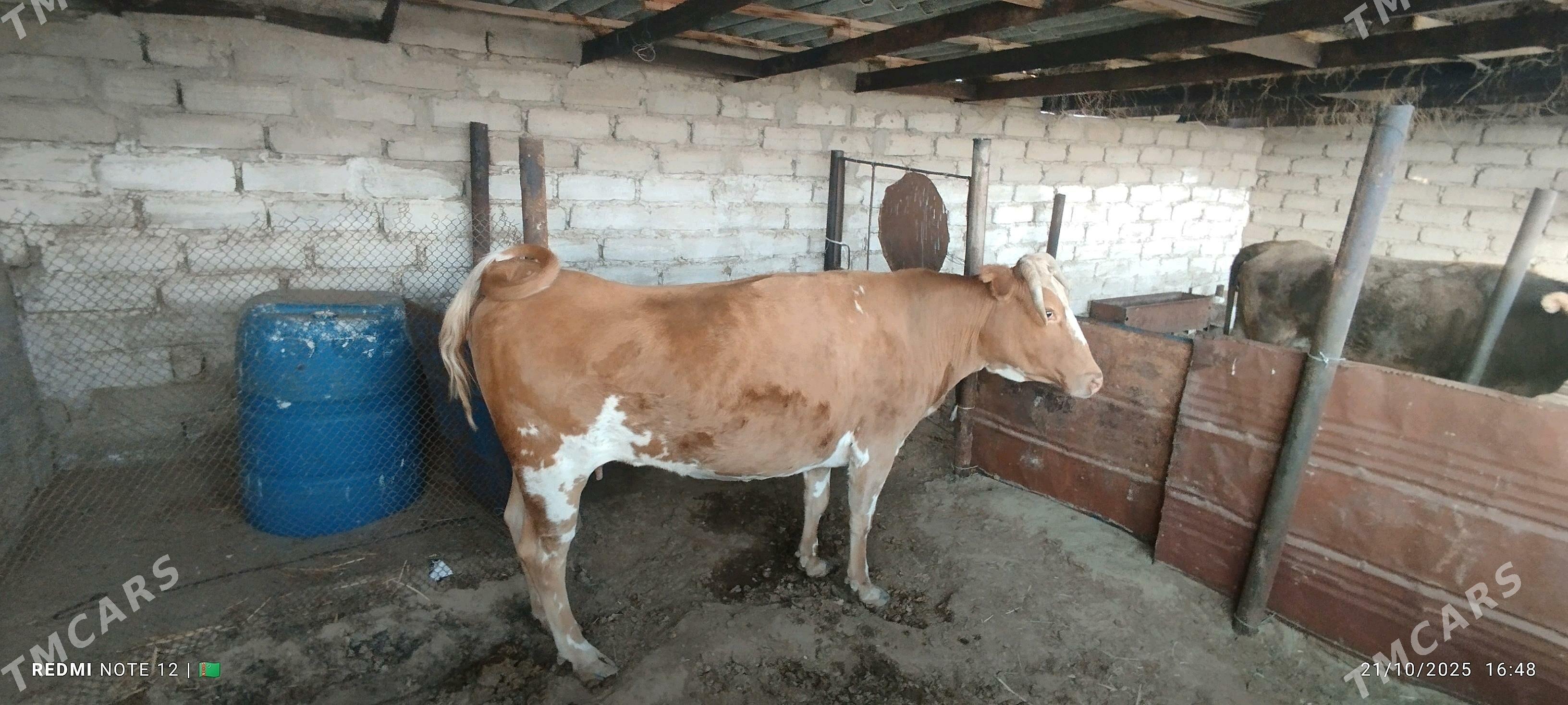 Sygyr - Балканабат - img 10