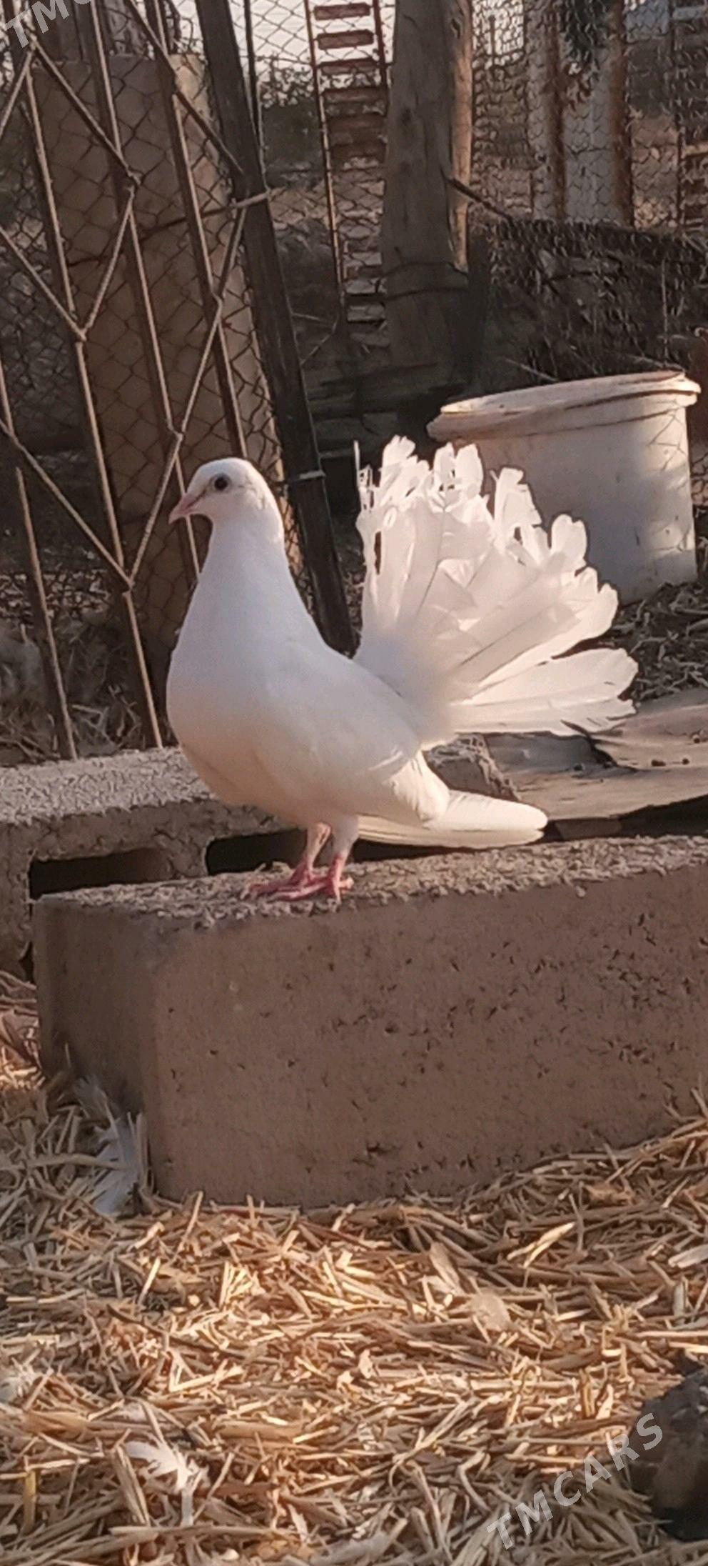 Kepderi - Sarahs - img 2