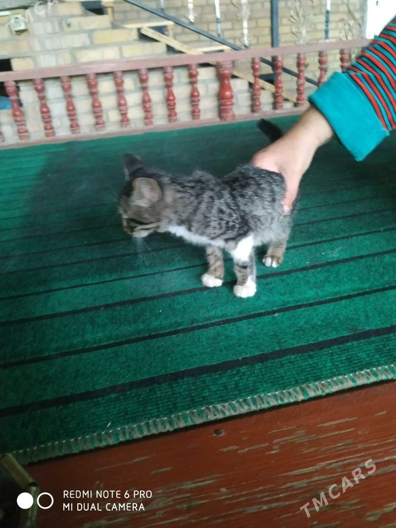 кошка - Türkmenabat - img 1