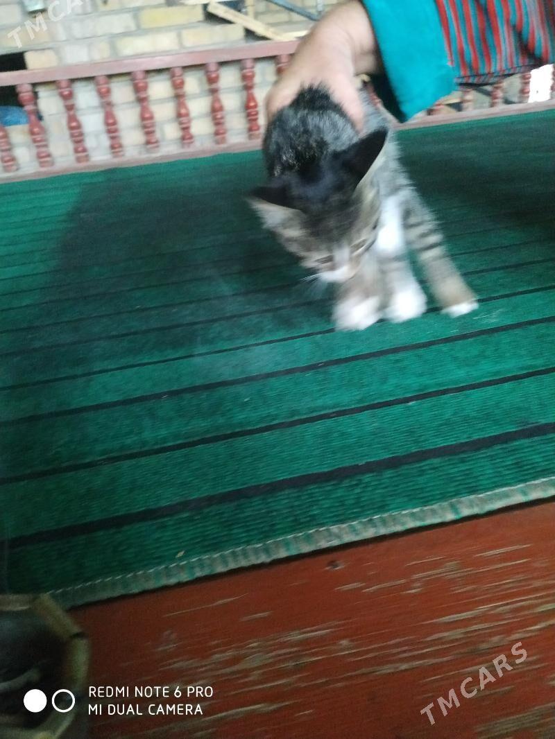 кошка - Türkmenabat - img 2