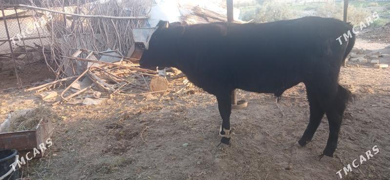 Öküz - Сакарчага - img 2