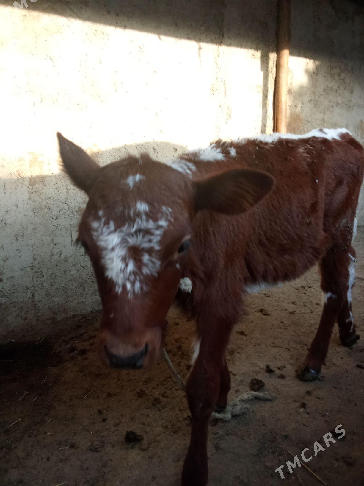 sygyr - Джебел - img 2