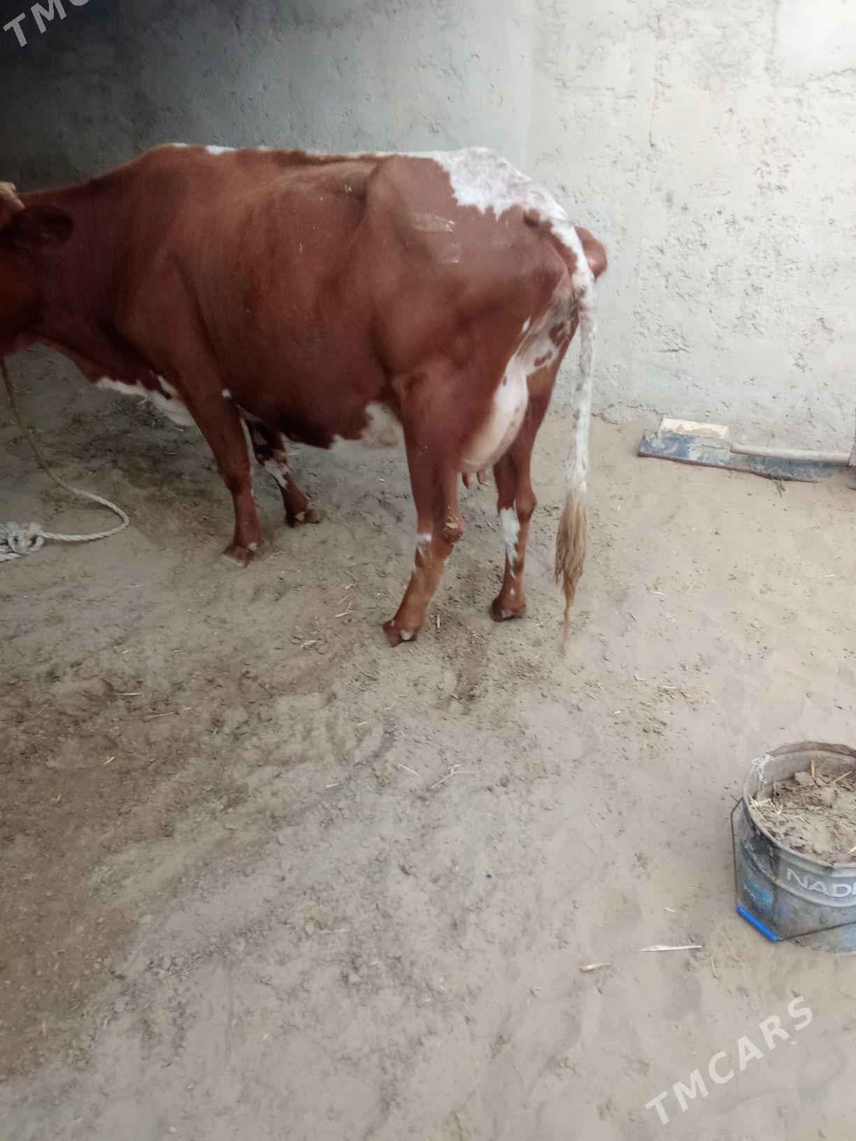 sygyr - Джебел - img 5