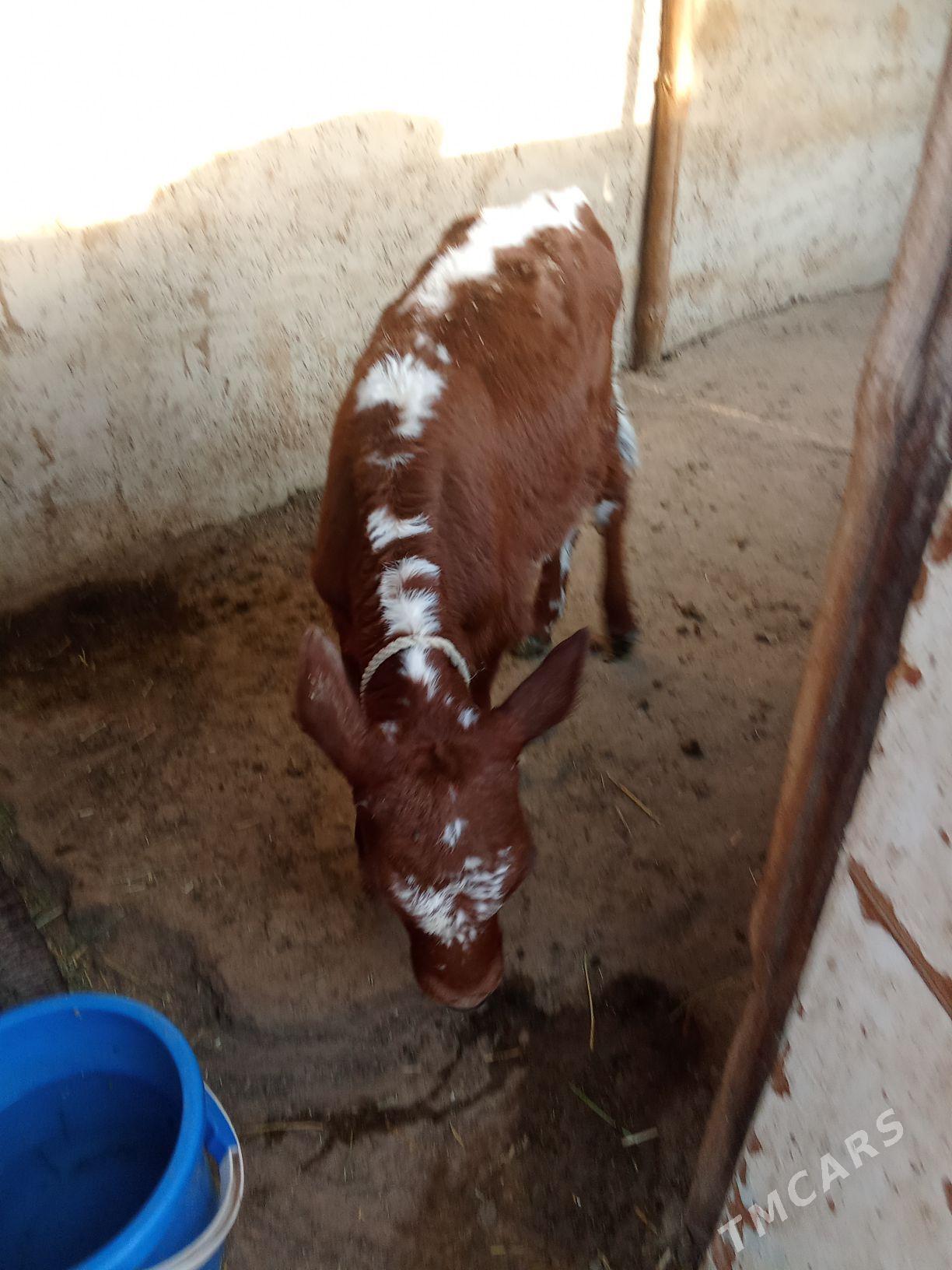 sygyr - Джебел - img 3