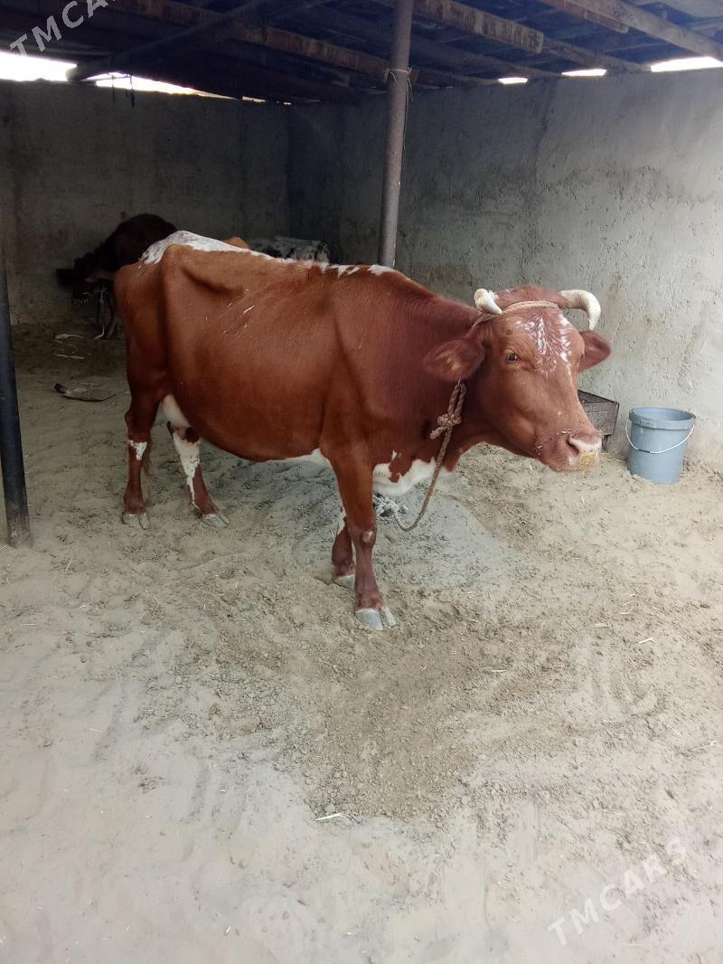 sygyr - Джебел - img 6