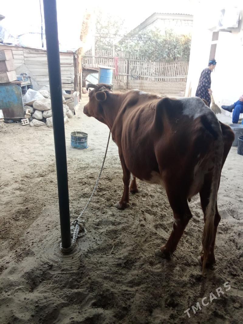 sygyr - Джебел - img 4