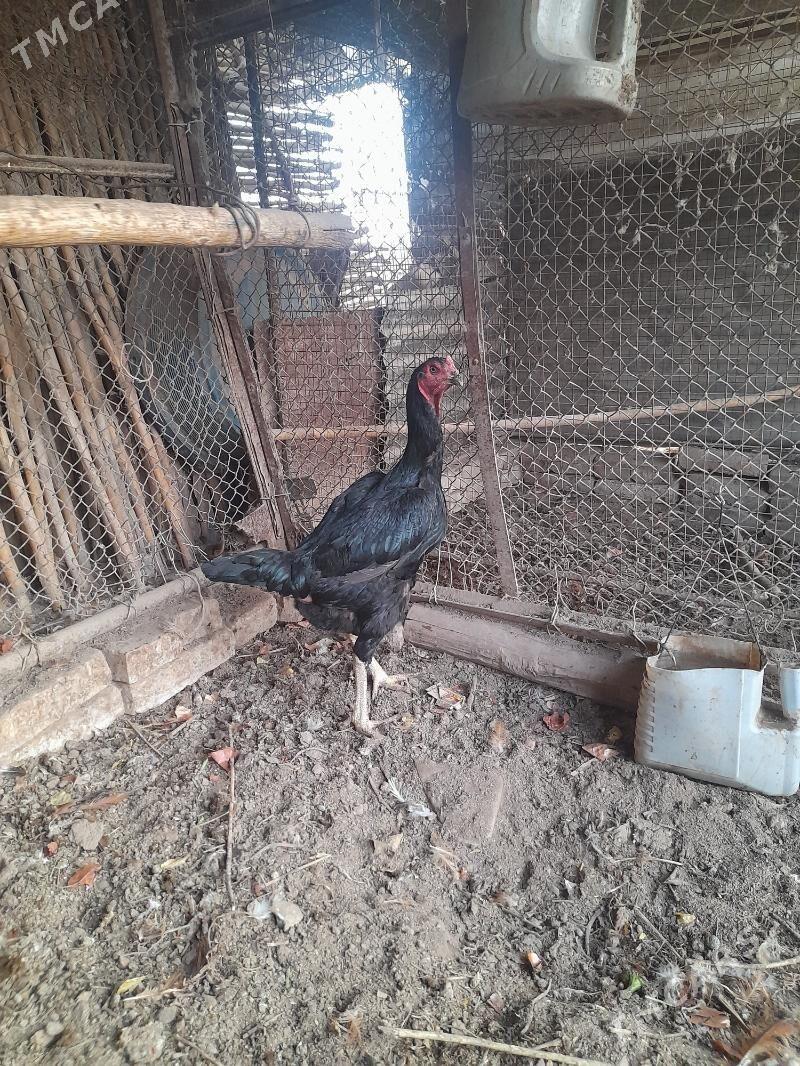 towuk - Дянев - img 3