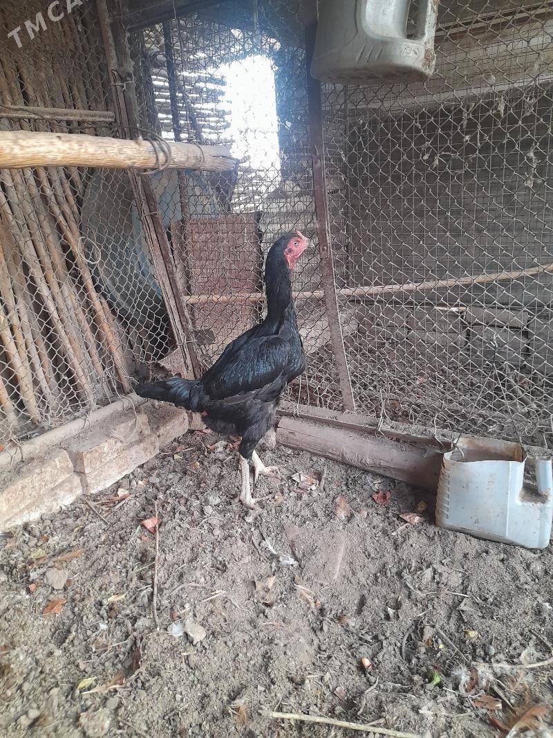 towuk - Дянев - img 2