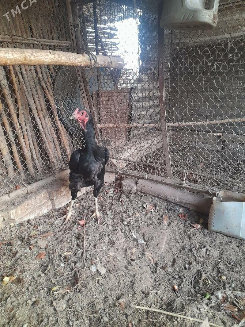 towuk - Дянев - img 4