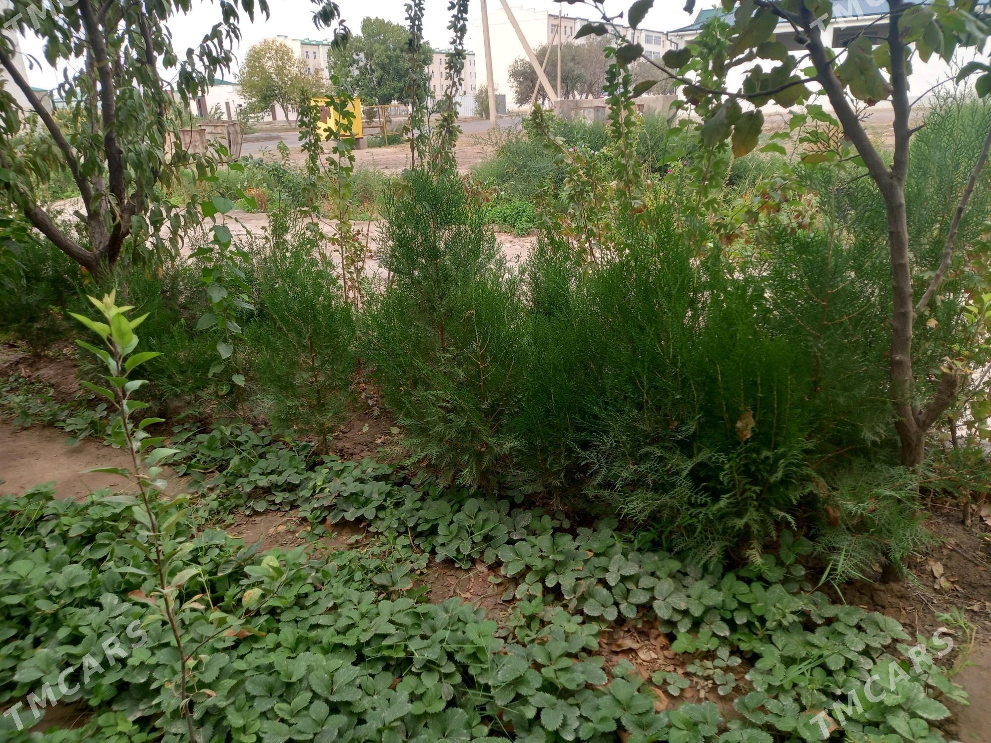 Ýolka nahal - Daşoguz - img 2