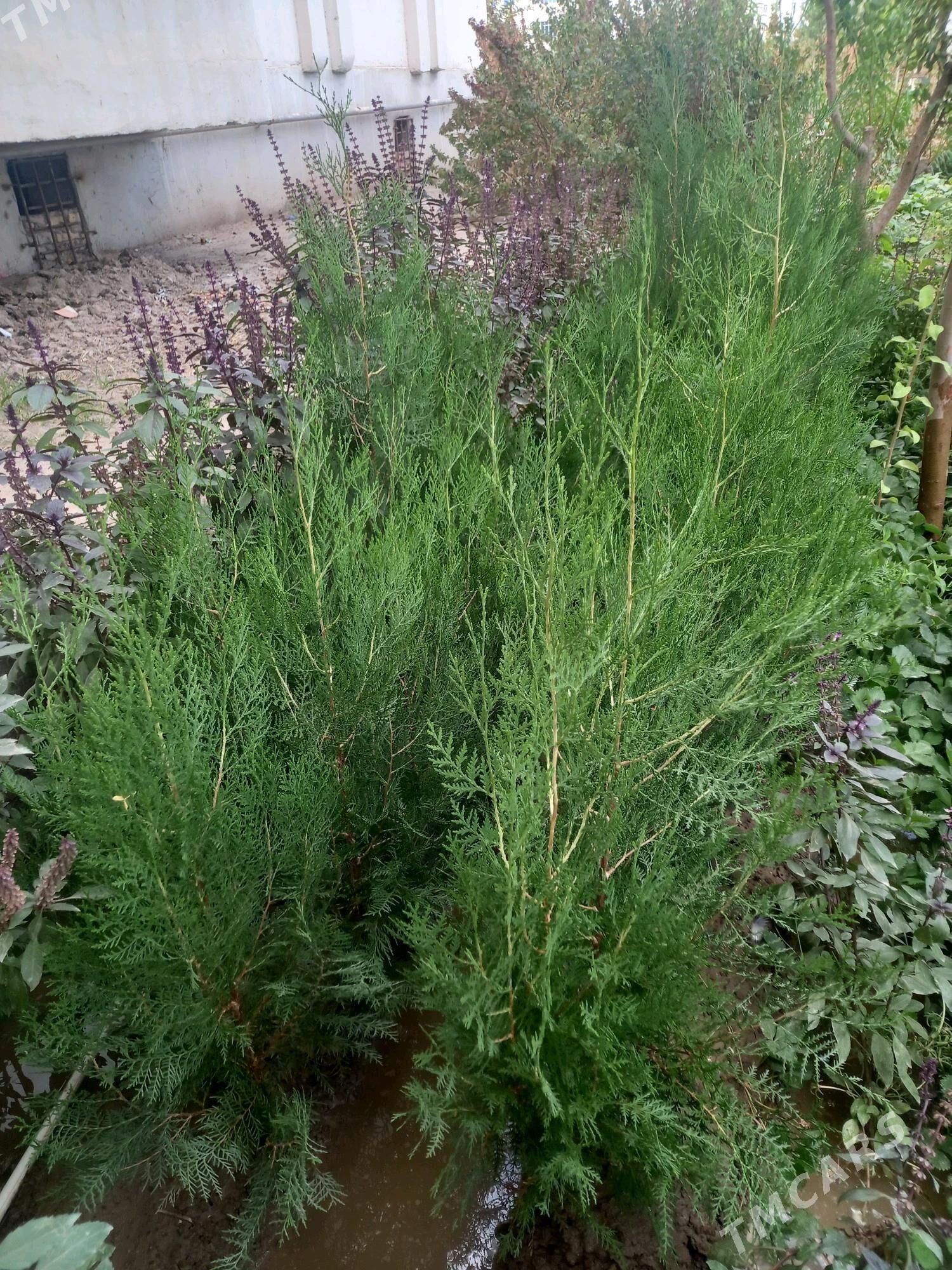 Ýolka nahal - Daşoguz - img 3