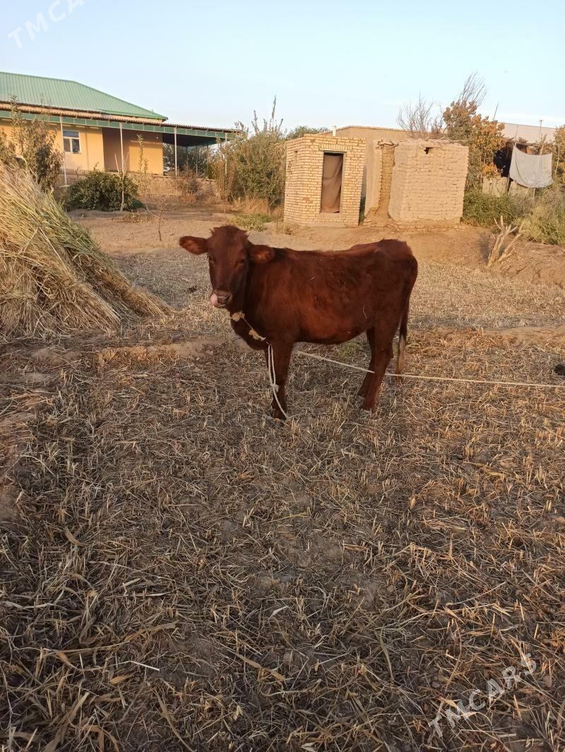 Mal tana - Шабатский этрап - img 6