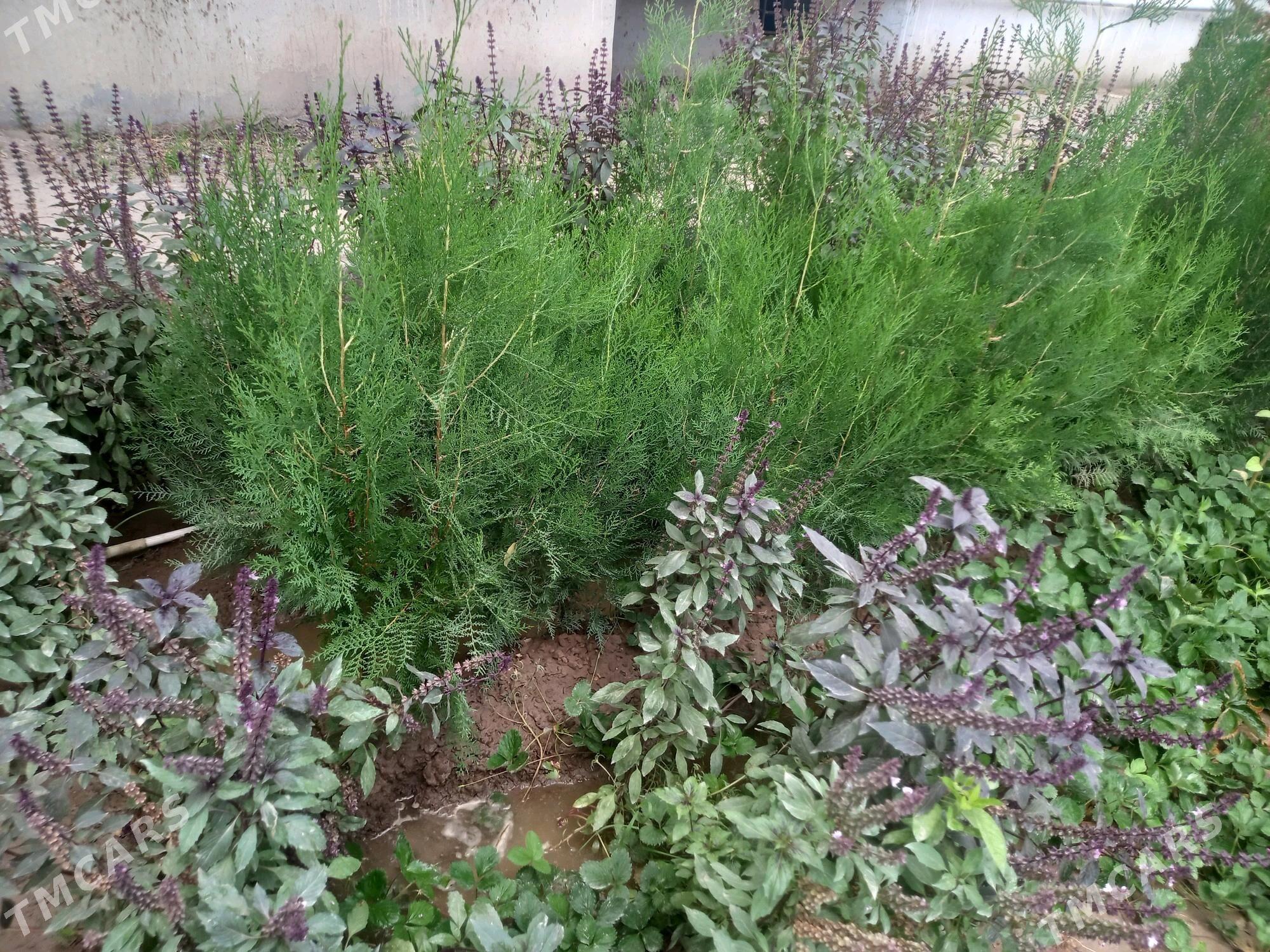 Ýolka nahal - Daşoguz - img 6