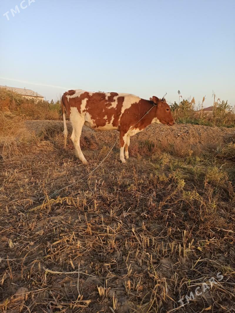 Mal tana - Шабатский этрап - img 5