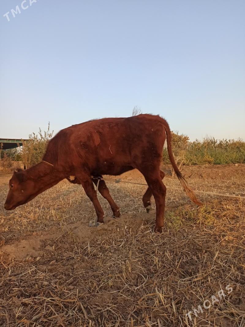 Mal tana - Шабатский этрап - img 1