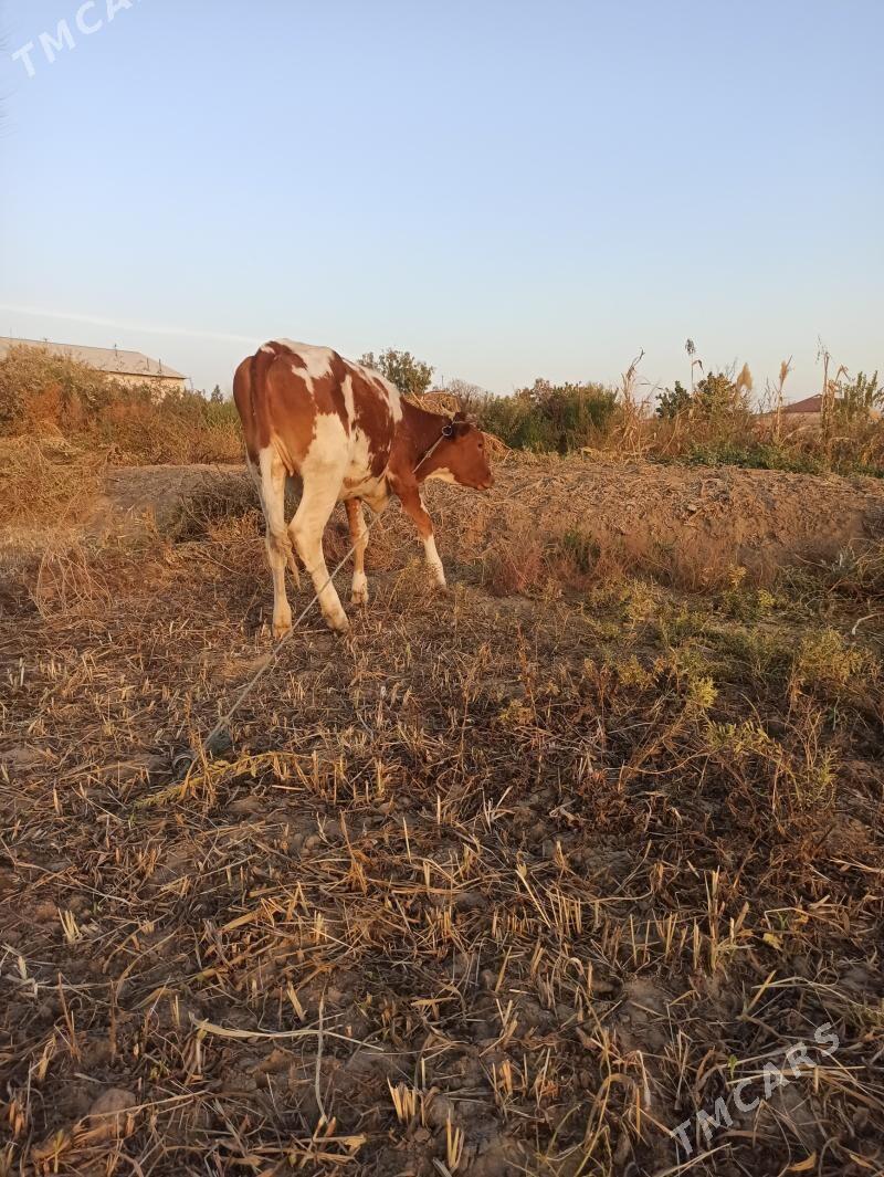 Mal tana - Шабатский этрап - img 4