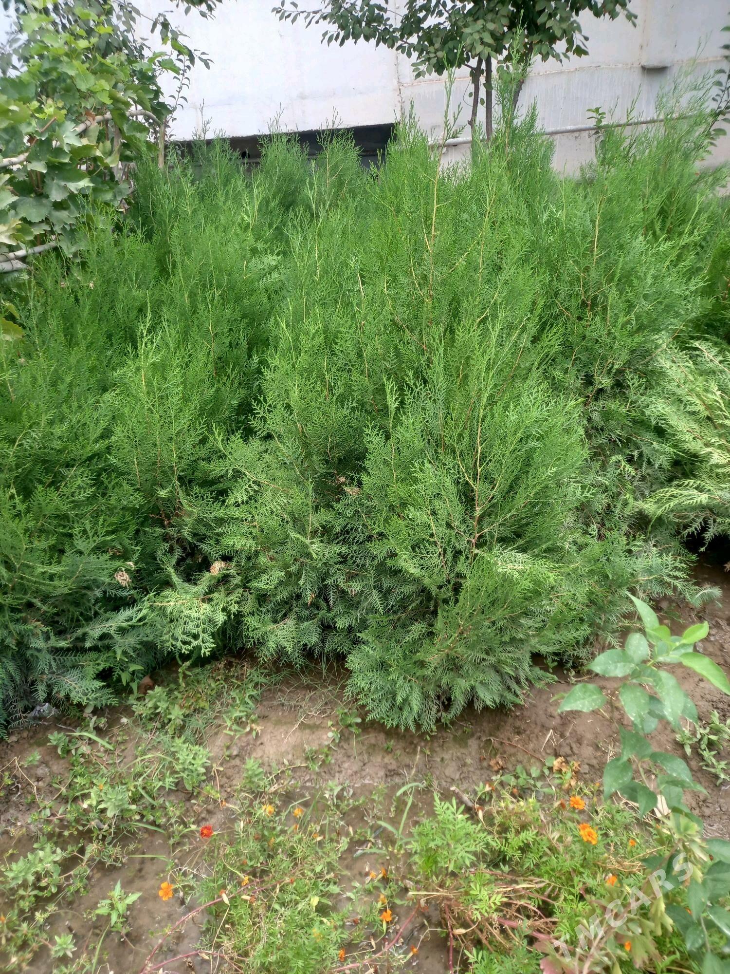 Ýolka nahal - Daşoguz - img 4