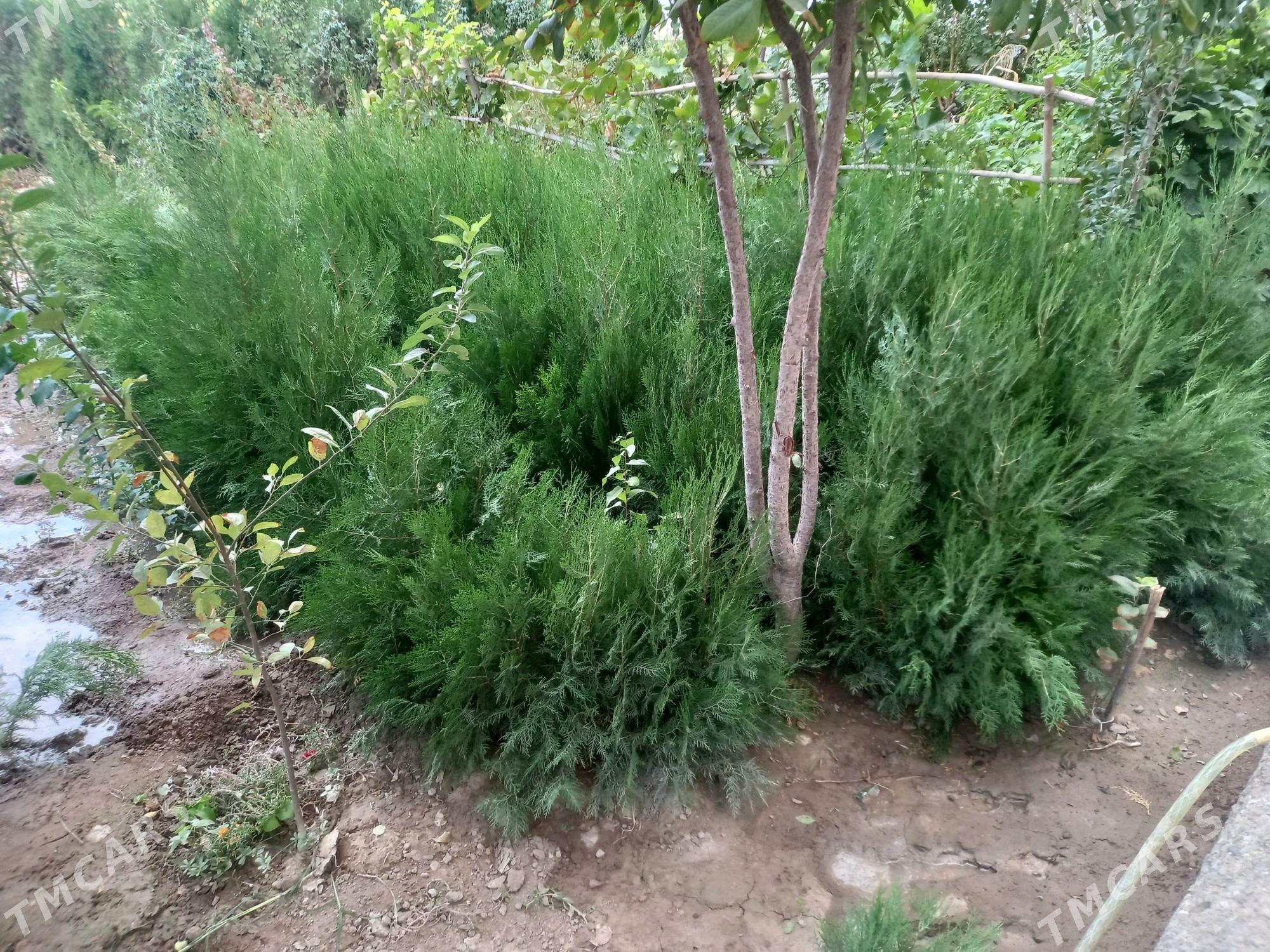 Ýolka nahal - Daşoguz - img 5