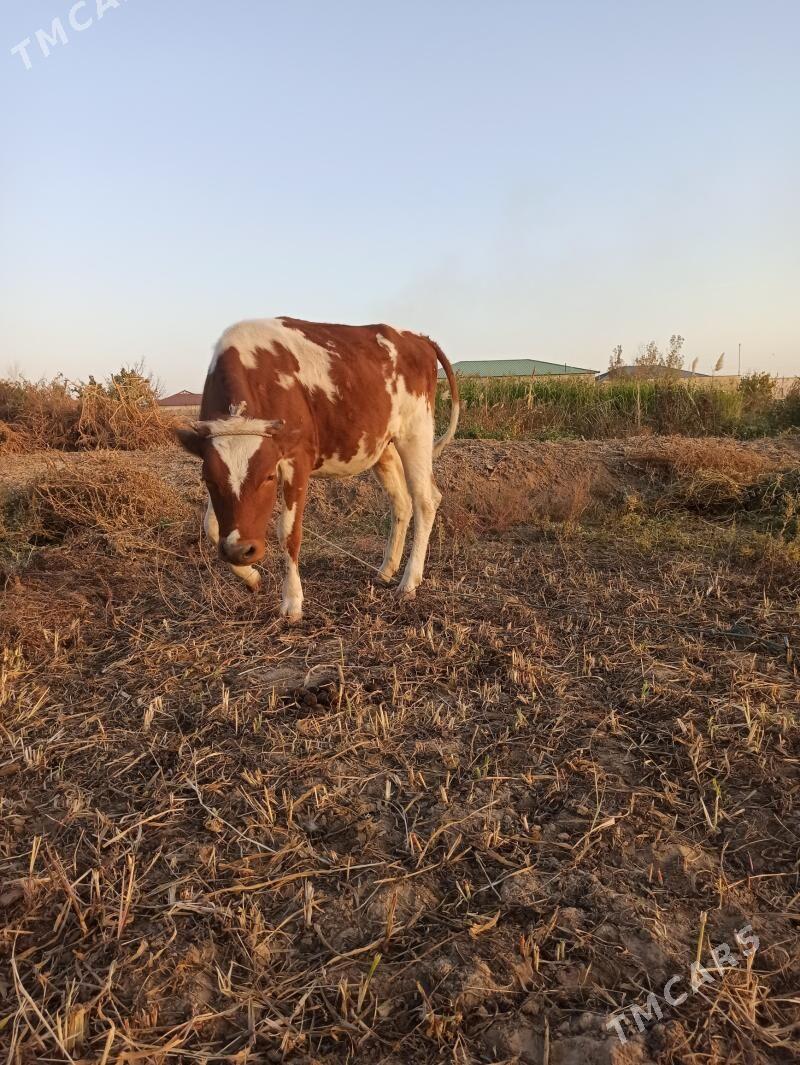 Mal tana - Шабатский этрап - img 3