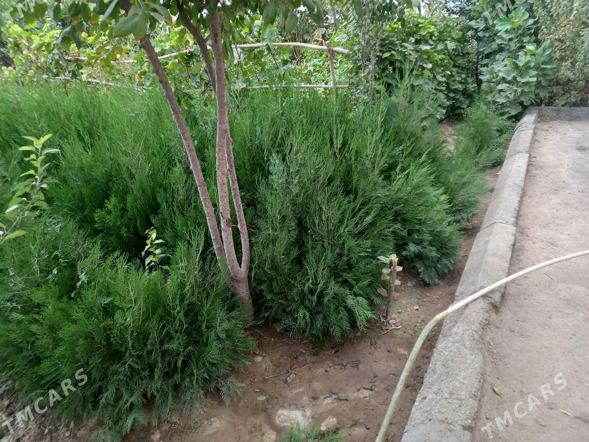 Ýolka nahal - Daşoguz - img 7