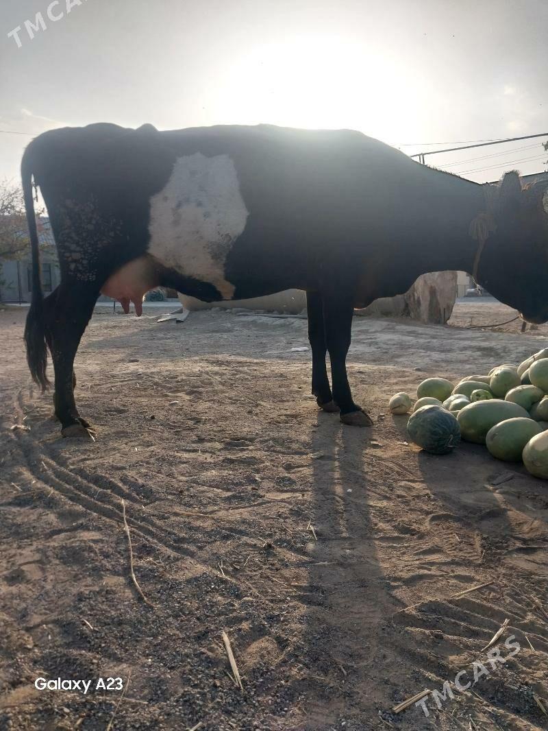 Sygyr - Çoganly - img 2