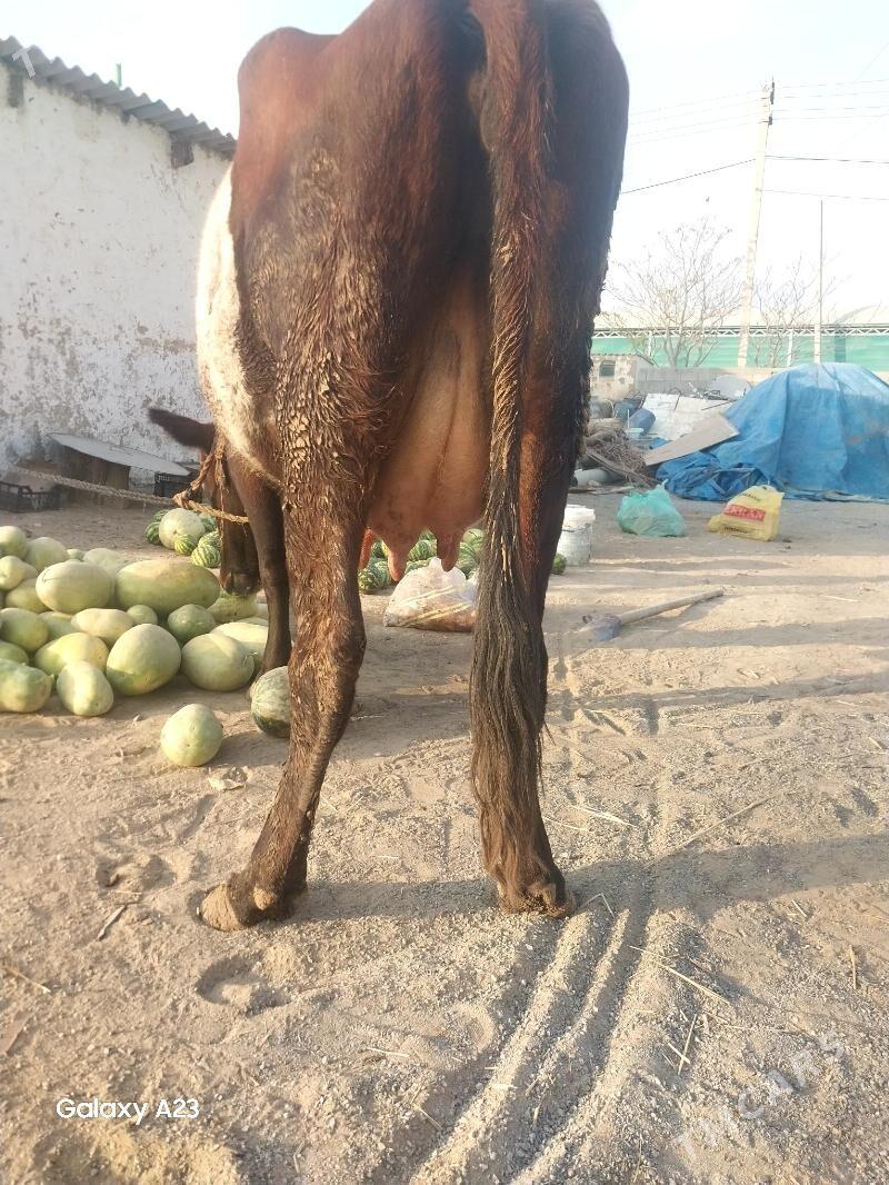 Sygyr - Çoganly - img 3