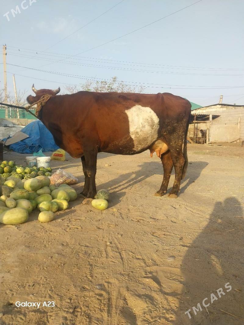 Sygyr - Çoganly - img 4