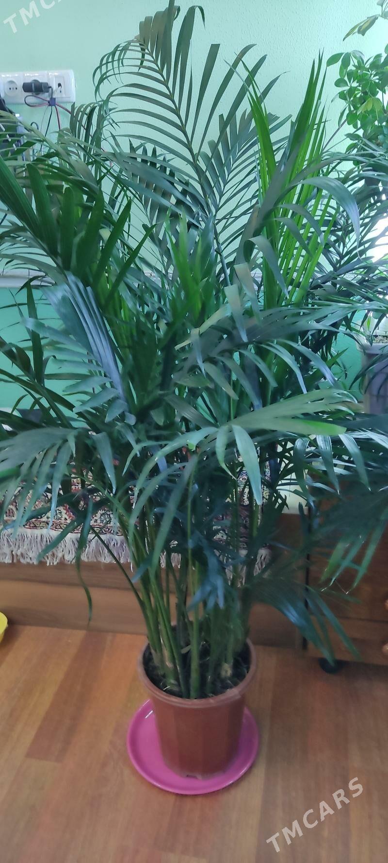 Палама Арека 180см - Parahat 4 - img 3